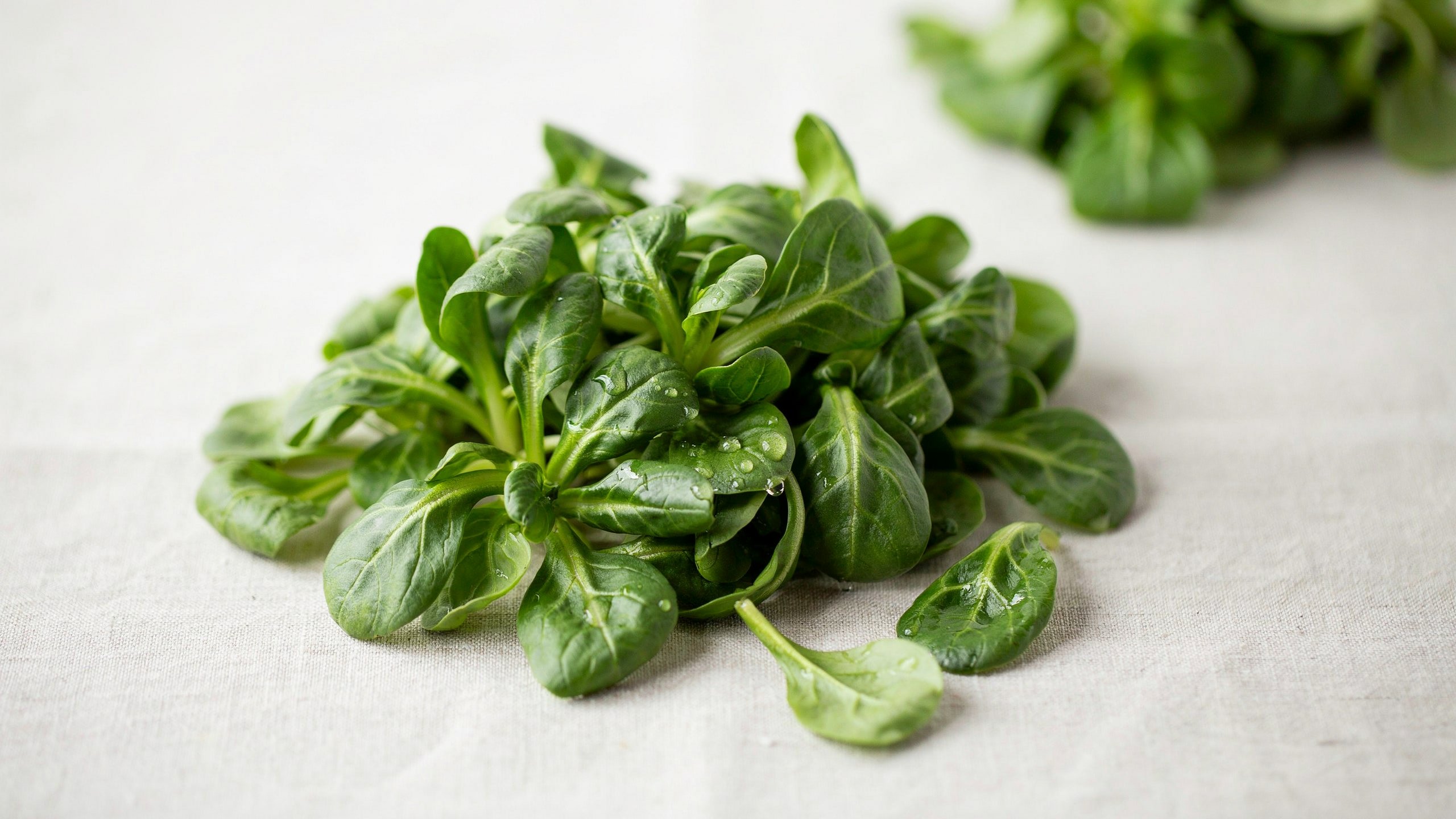 Fresh organic baby spinach leaves