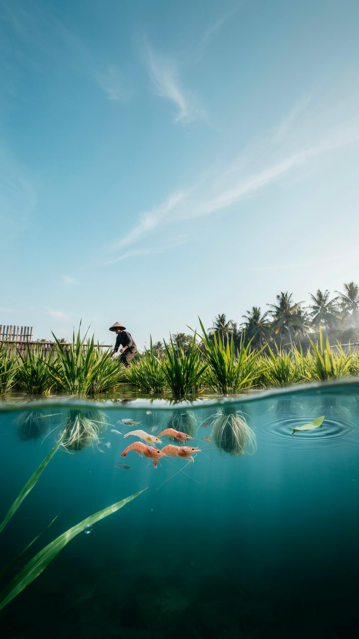 The Rice And Shrimp Symbiosis A Complete System